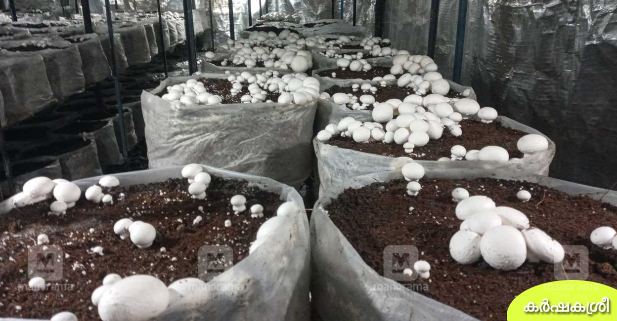 കുന്നിറങ്ങിയ കൂണിനം; 640 ച. അടിയിൽ 2000 ബെഡ്ഡുകൾ; മികച്ച വിളവും