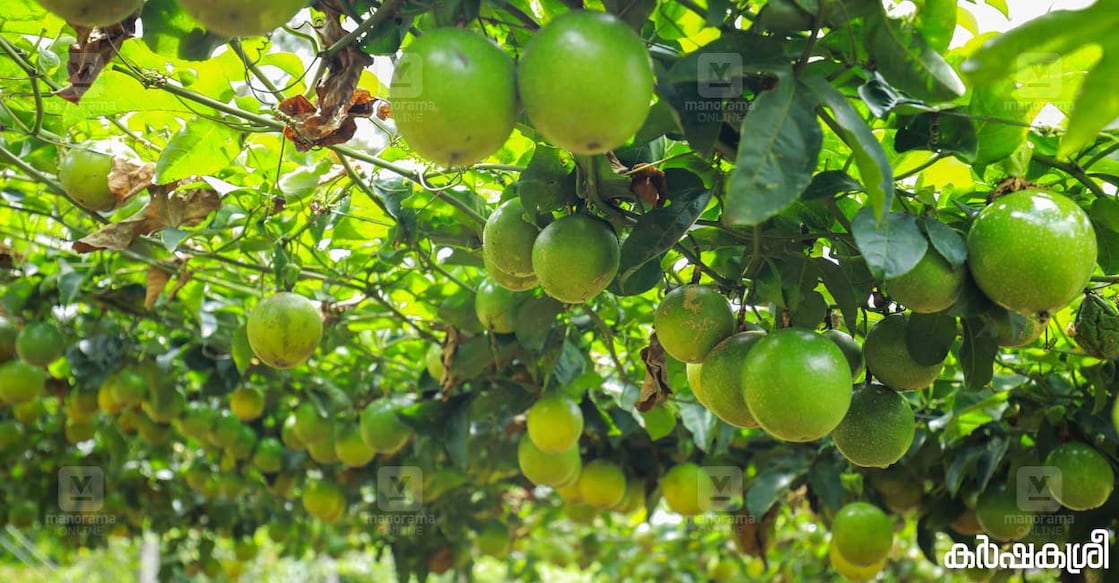 passion-fruit ഫോട്ടോ∙ കർഷകശ്രീ