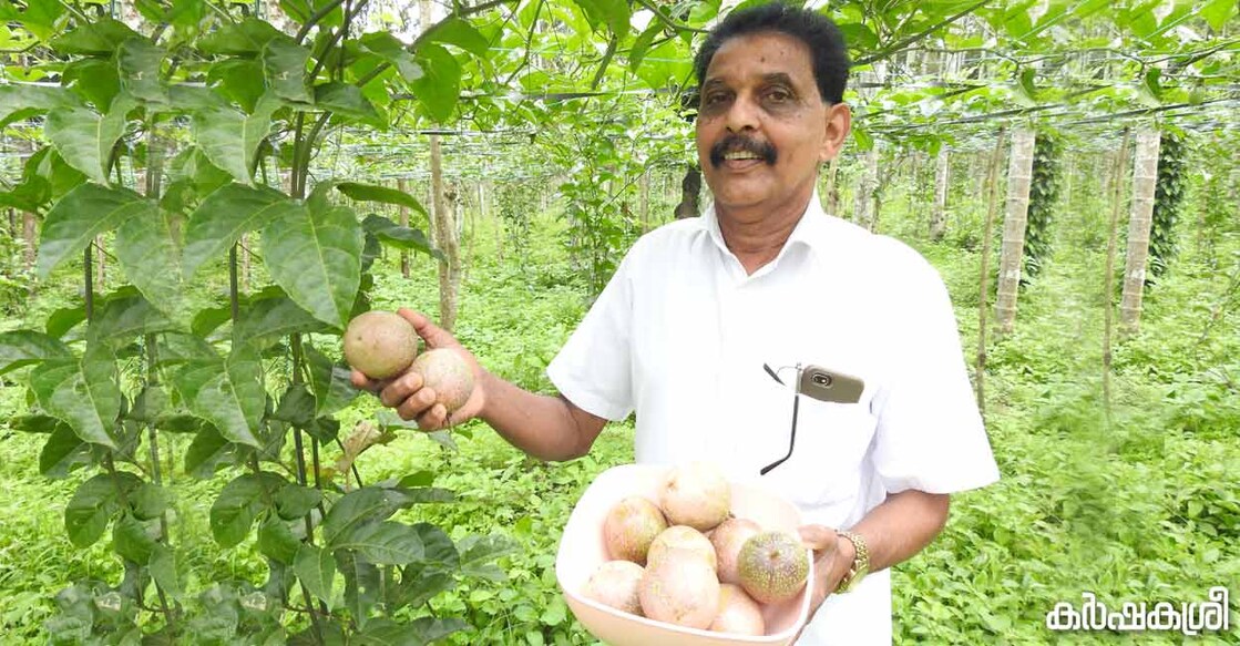 sunny-passion-fruit വിളവെടുത്ത കാവേരി ഇനം പാഷൻ ഫ്രൂട്ടുമായി സണ്ണി. ഫോട്ടോ∙ കർഷകശ്രീ