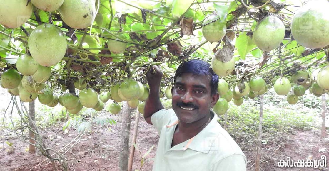 passion-fruit-gopi ഗോപിനാഥൻ കൃഷിയിടത്തിൽ. ഫോട്ടോ∙ കർഷകശ്രീ
