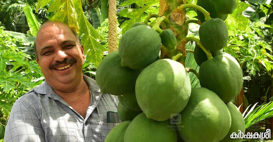 papaya-farmer-1 ശ്യമപ്രസാദ്. ഫോട്ടോ∙ജിബിൻ ചെമ്പോല/മനോരമ