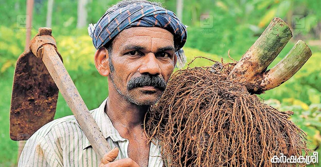 tubercrops-2 tubercrops-2
