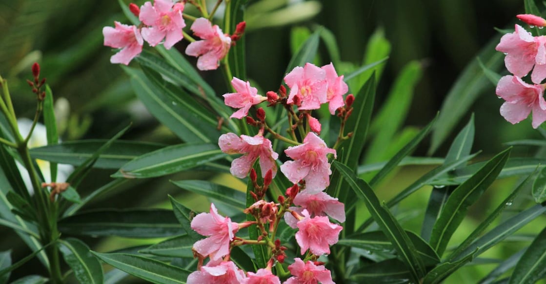 oleander yellow oleander. Image Credit: Balamurugan Veerabathiran/iStockPhoto