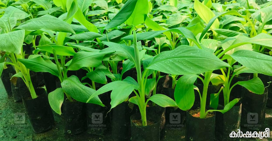 tissue-culture-banana tissue-culture-banana