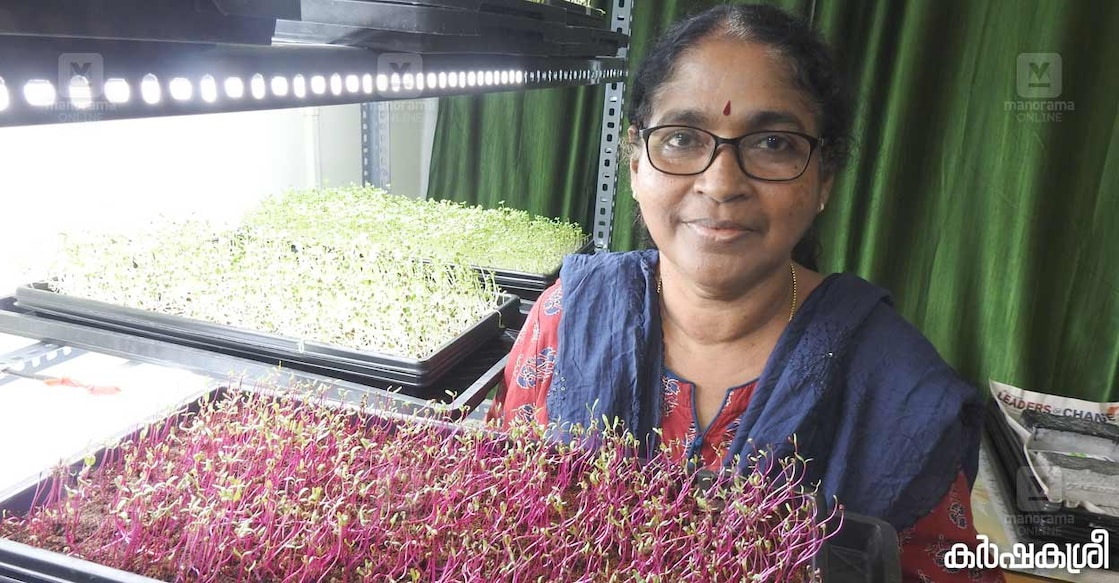 yamuna-micro-greens-1 മൈക്രോഗ്രീൻസ് ട്രേയുമായി യമുന