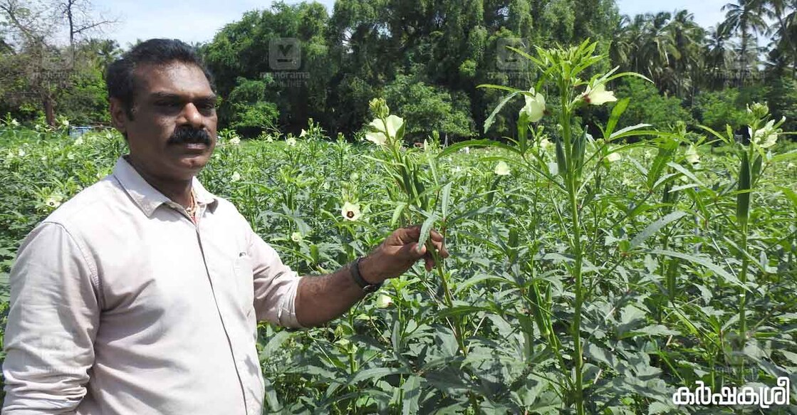 അജി മുതലമടയിലെ വെണ്ടക്കൃഷിയിടത്തിൽ