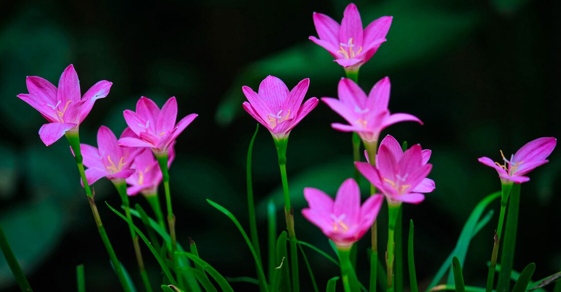 rain-lilly-2 Image credit: Ramez Twipra/iStockPhoto