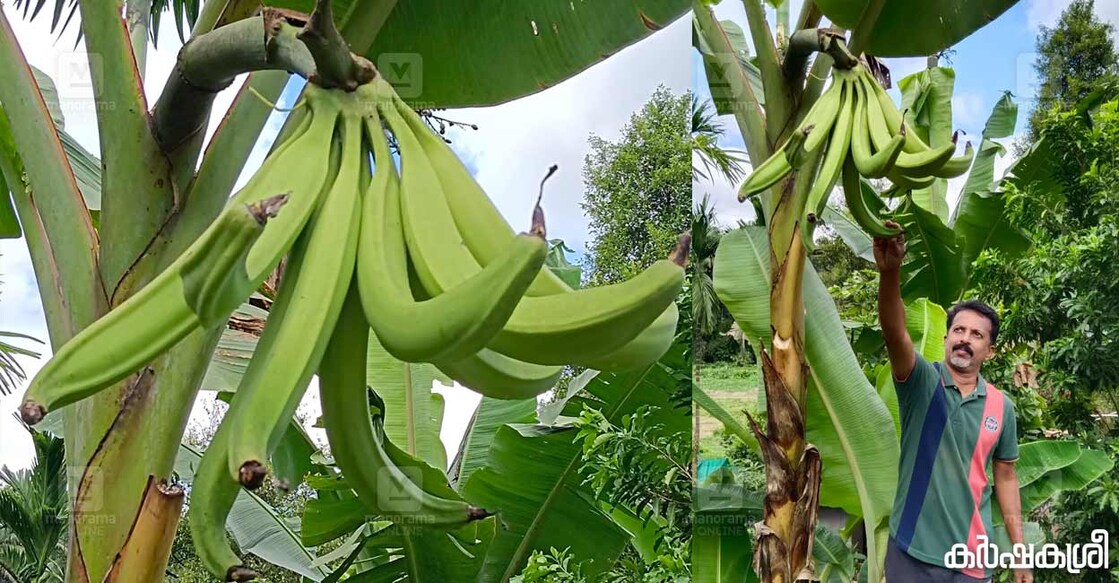 ഒറ്റമുങ്കിലി വാഴക്കുല. ഒറ്റമുങ്കിലി വാഴയ്ക്കു സമീപം ഡയസ് (വലത്ത്)