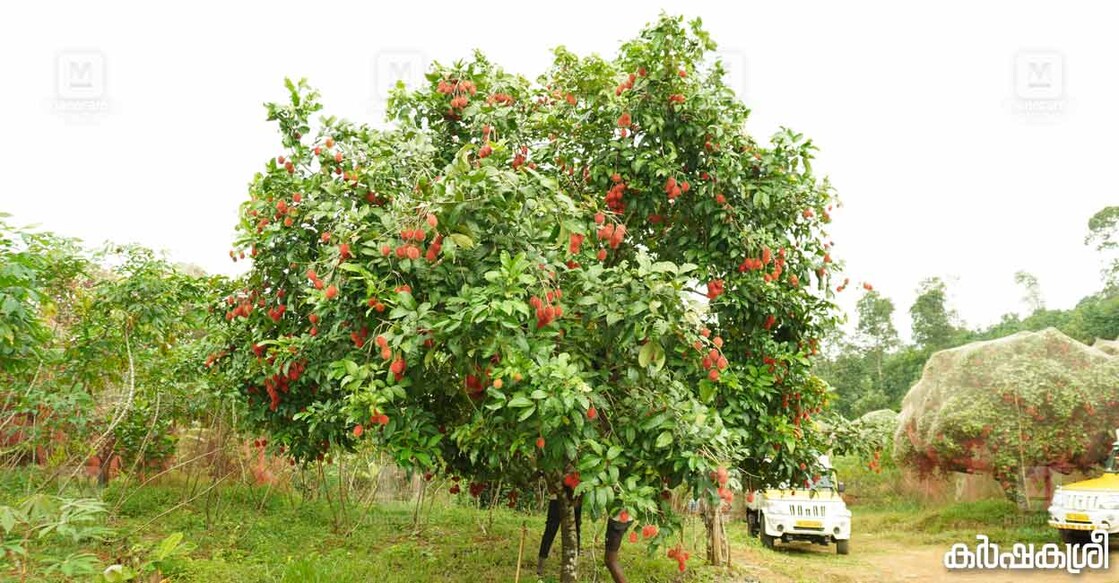 rambutan-suresh-3