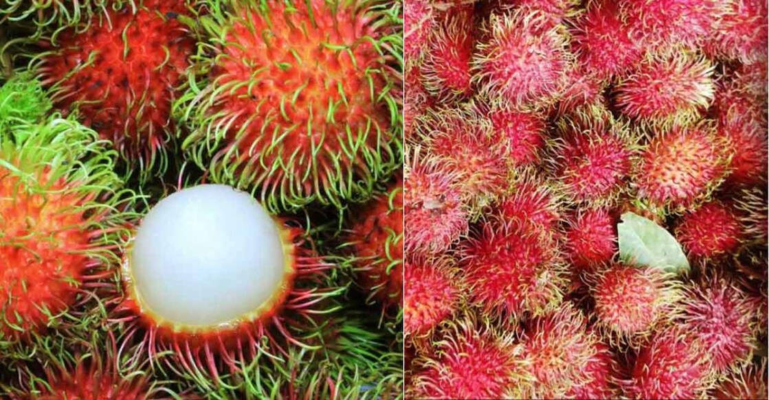 rambutan-binjai-mahalika