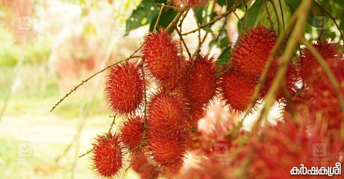 rambutan