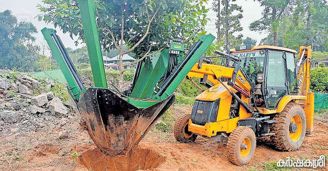 റംബുട്ടാൻ മരം മാറ്റി നടുന്നു