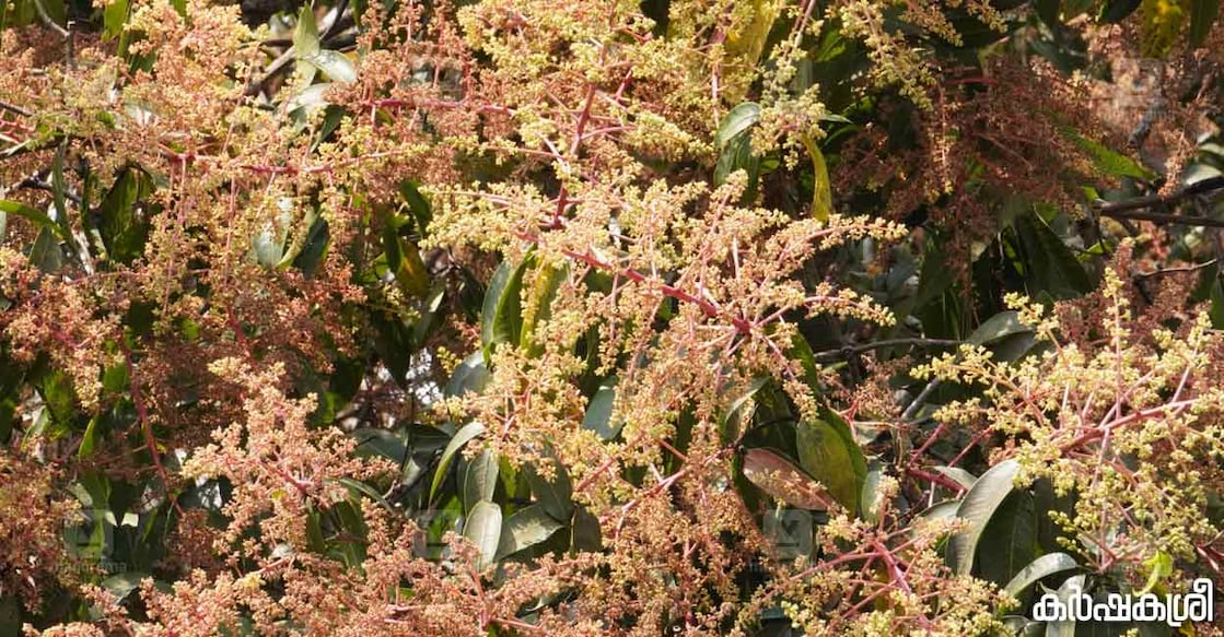 mango-flower