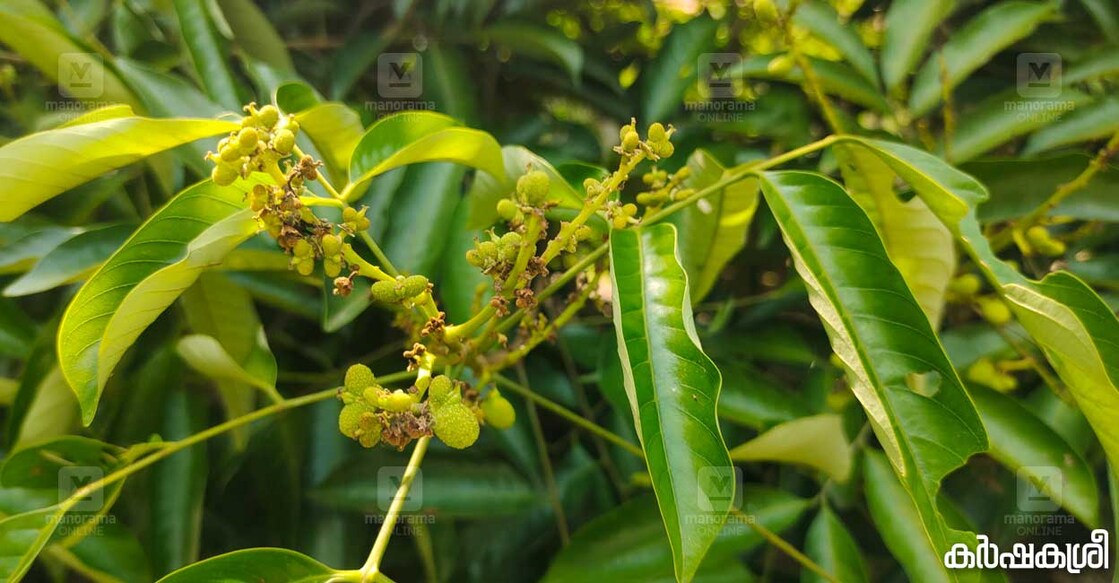 പുലാസൻ കായ്കൾ