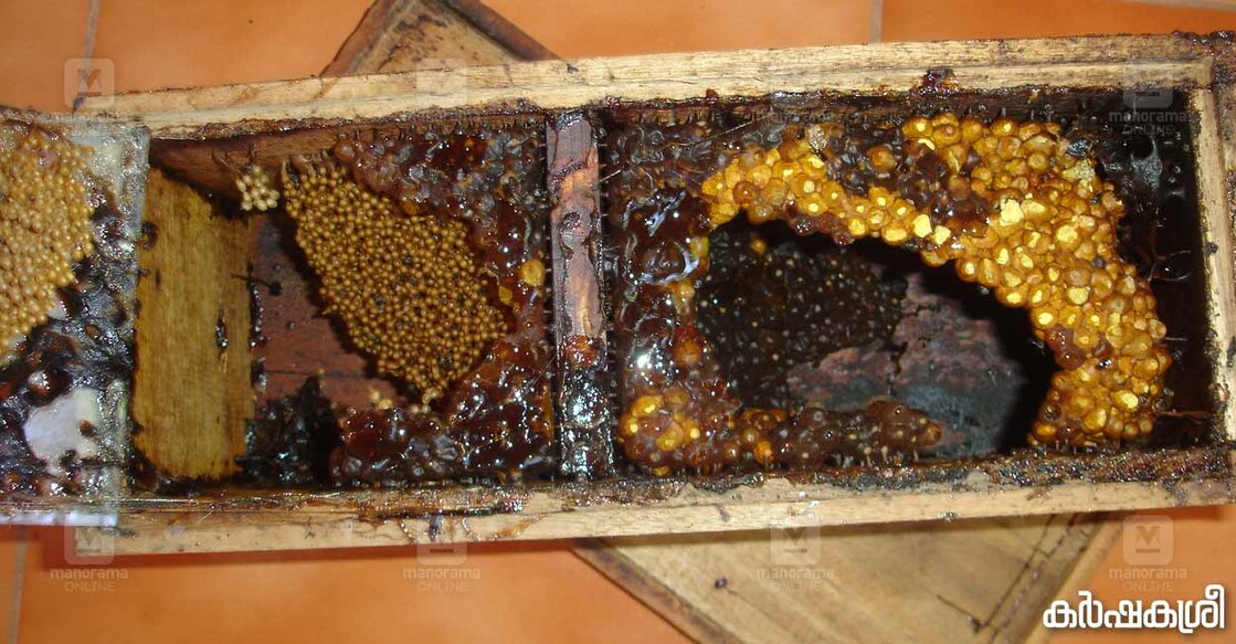 stingless-bees