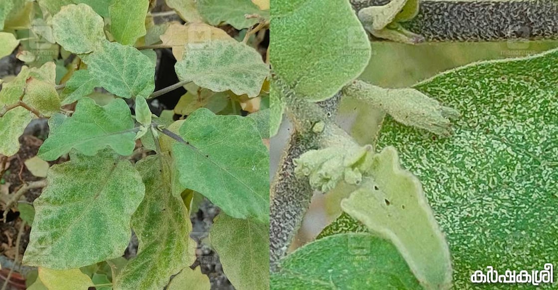 vegetable