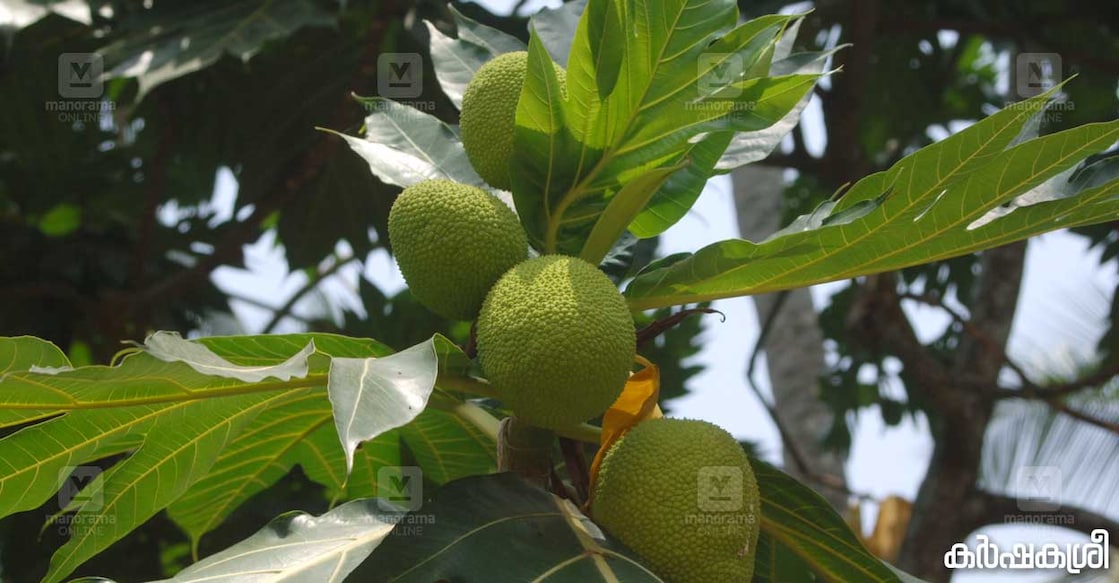 കടച്ചക്ക