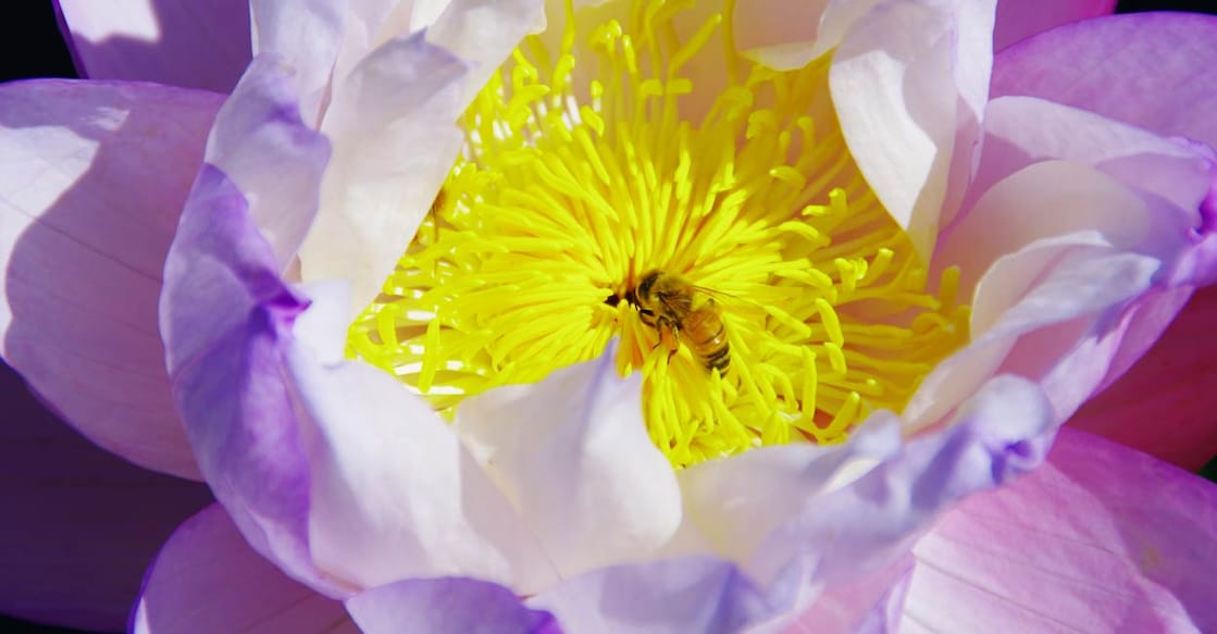 flower-1 Credit: Gap Im Hong/iStockPhoto