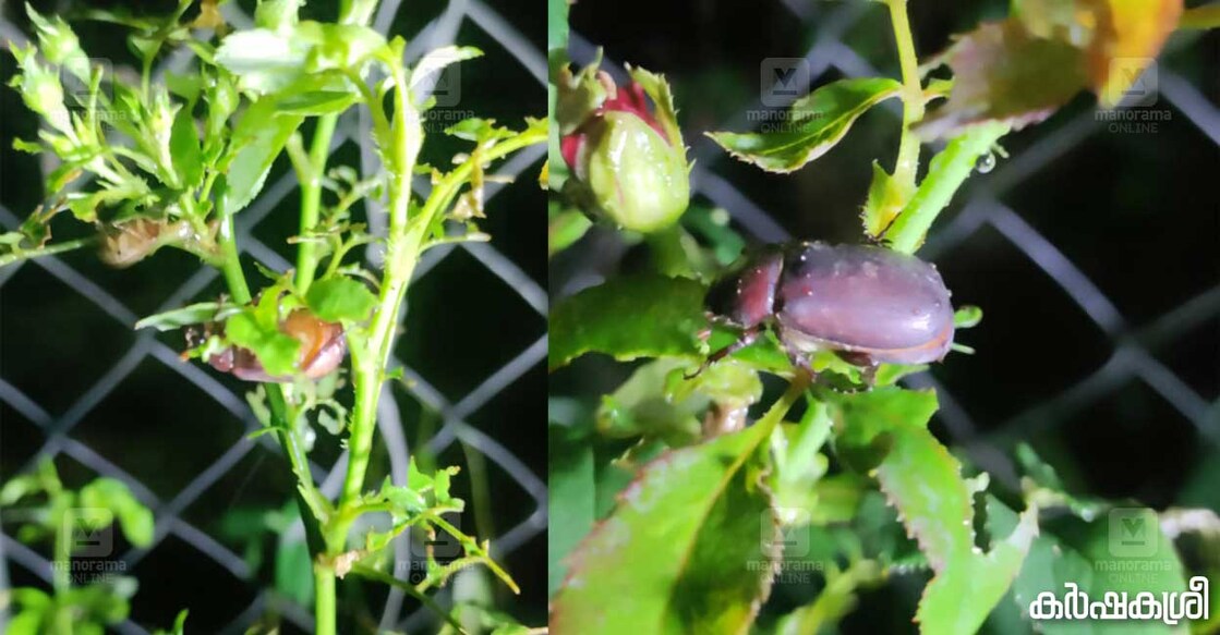 rose-plant-pest rose-plant-pest