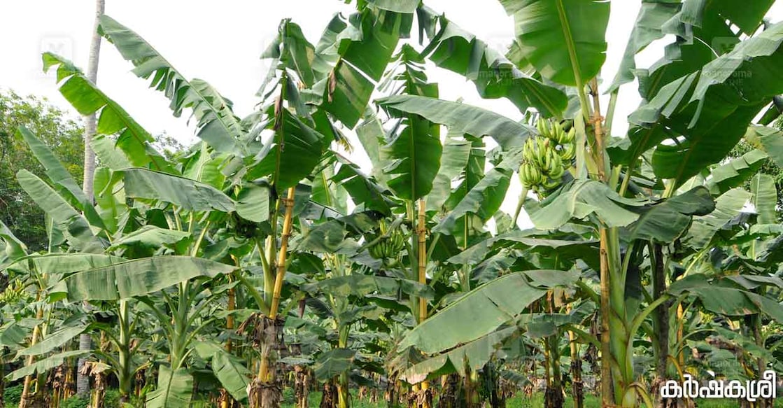 banana-1 banana-1