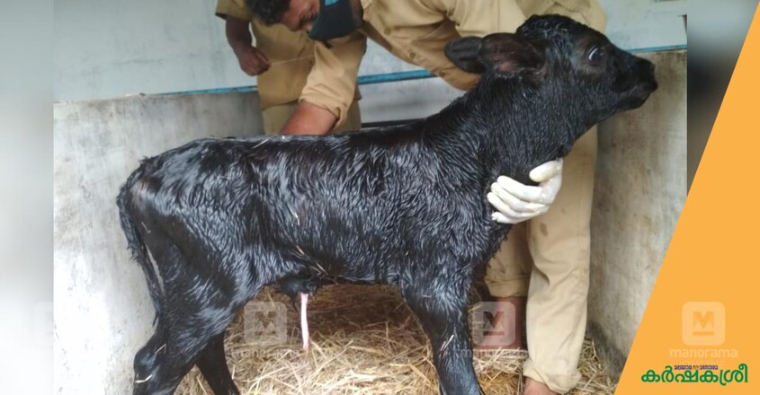 calf-1 calf-1