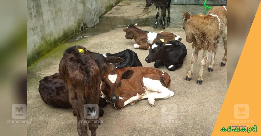 calf-3 calf-3