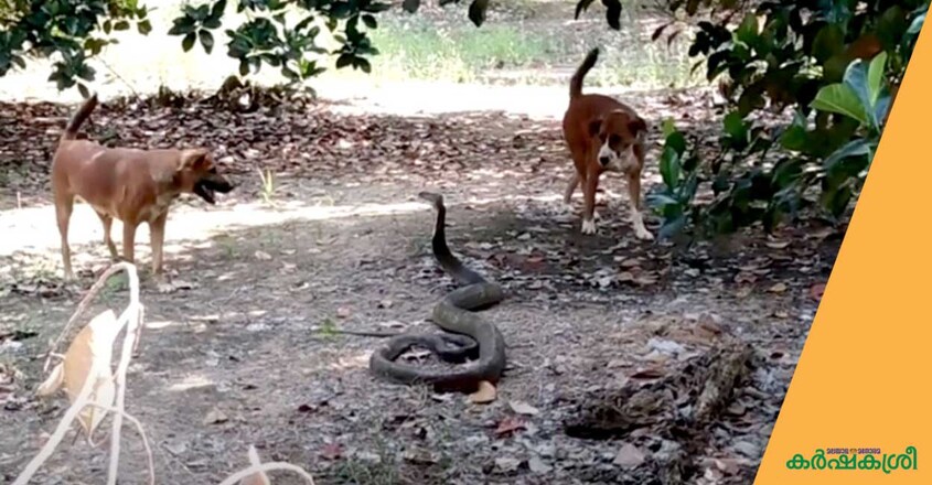 dog-and-snake-1 dog-and-snake-1
