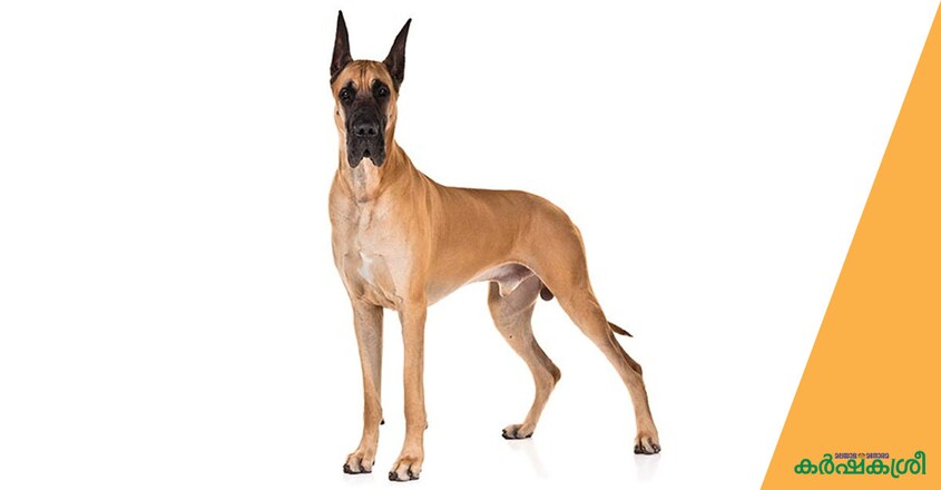 dog-great-dane dog-great-dane