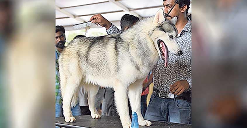 huskey huskey