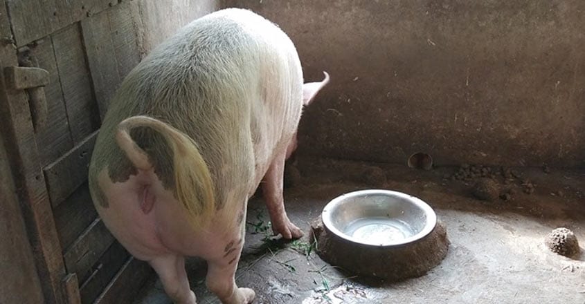 pig pig