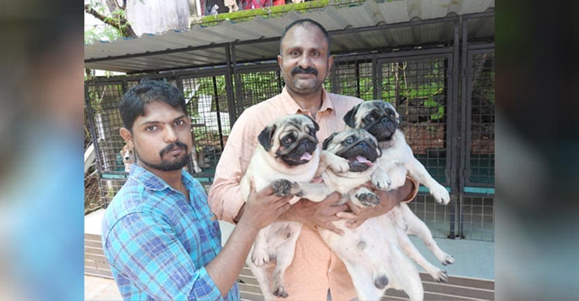 DOG-2 DOG-2