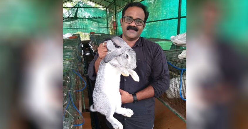 rabbit-3 rabbit-3