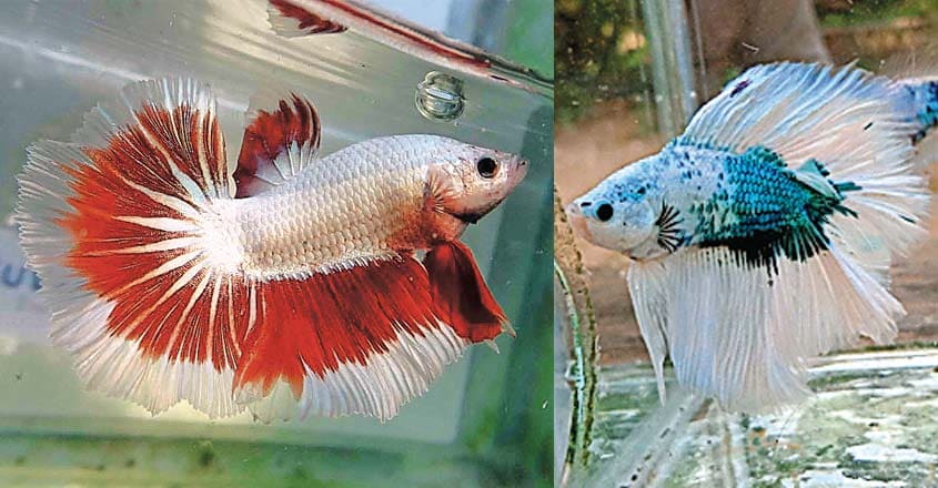 betta betta