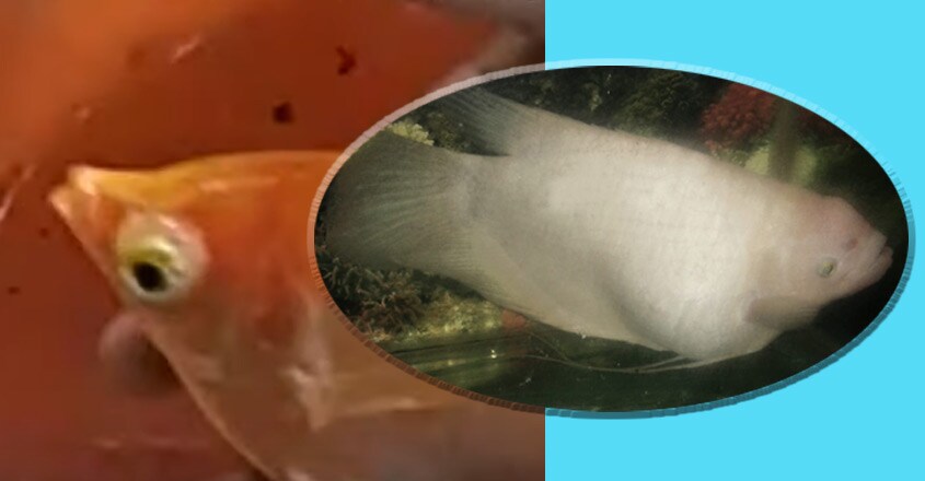 giant-gourami giant-gourami