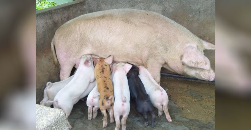 pig pig