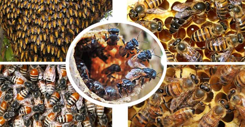 bee-2 bee-2