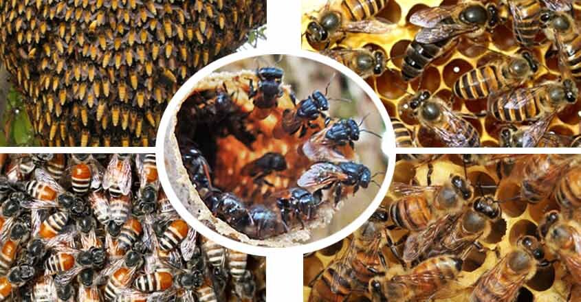 bee-2 bee-2