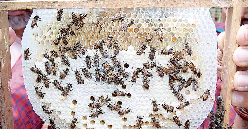 bee bee