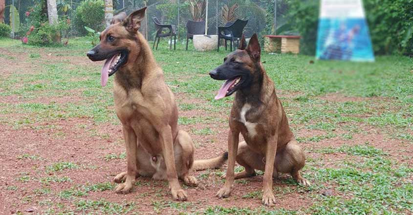 dog-training dog-training