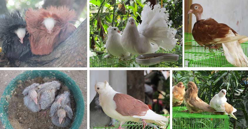 pigeon-2 pigeon-2