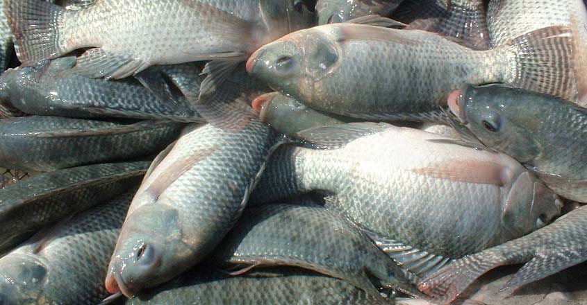 tilapia fish in malayalam