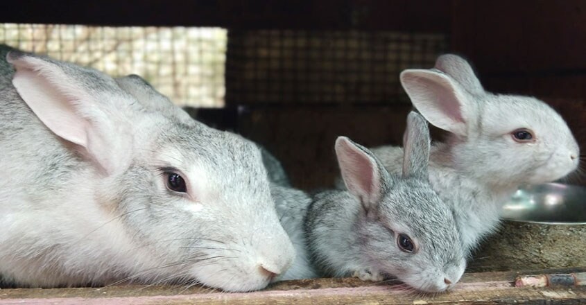 rabbit rabbit