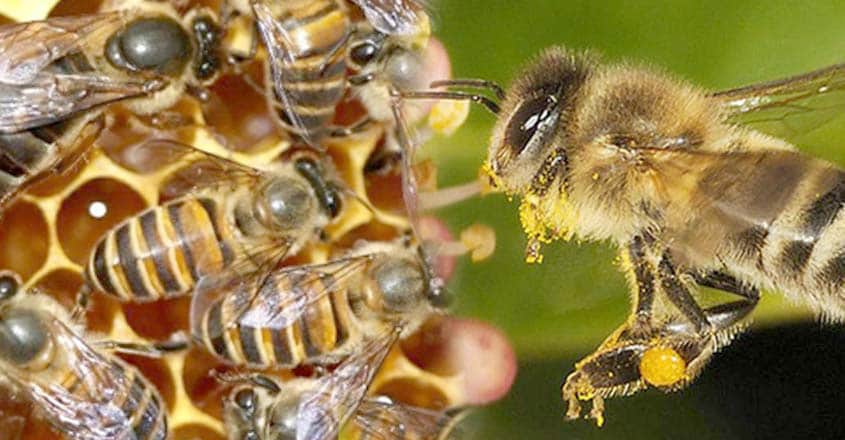 bee-2 bee-2