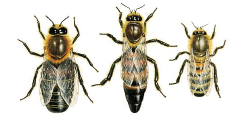 bee-3 bee-3
