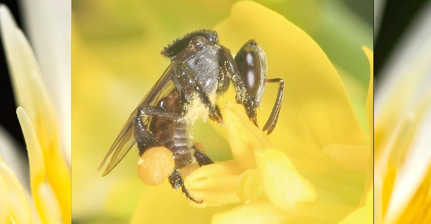 bee-5 bee-5