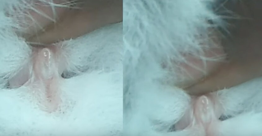 rabbit-female rabbit-female
