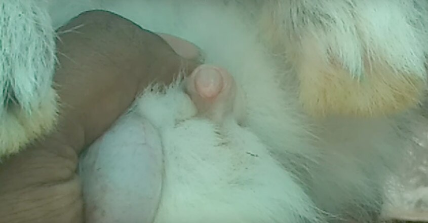 rabbit-male-1 rabbit-male-1