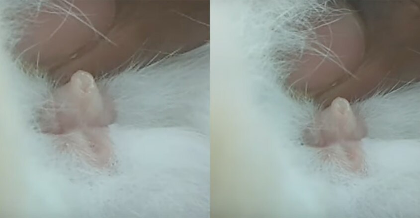 rabbit-male rabbit-male
