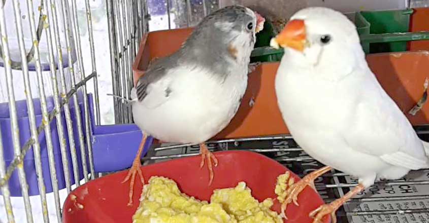 egg-food egg-food