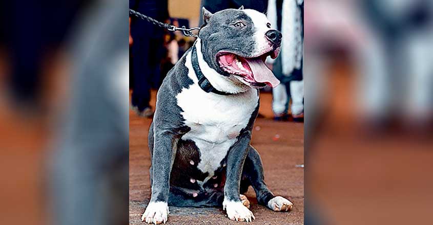 american-bully american-bully